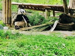 -都江堰中华大熊猫苑
