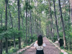 -合肥滨湖国家森林公园