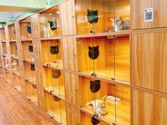 -猫十亿·布偶金渐层·曼基康矮脚猫舍(青年路店)