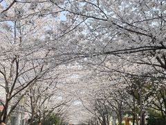 -高东镇樱花园