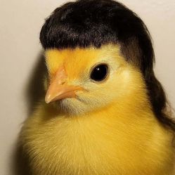 -BEAUTY HAIR GANO