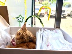 -平行世界·猫咖(首经贸店)