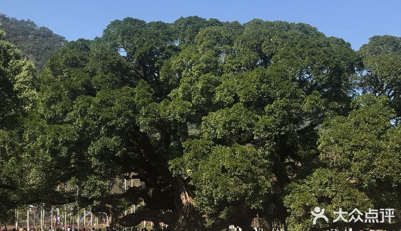 虽然没有樱花,山茶花桃花还是不错的