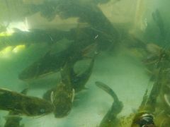 -姚记抚仙湖野生菌石锅鱼庄