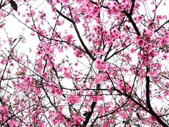 -天适樱花悠乐园