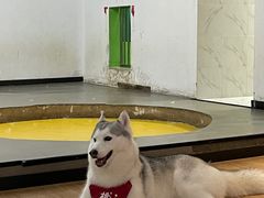 -Husky Go! 哈士奇体验馆·宠物咖啡厅狗咖