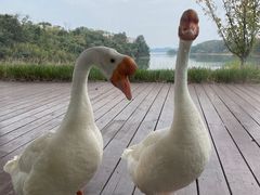 -中海·庐山西海君澜度假酒店·味屿全日制餐厅