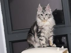 -翊宠yipet猫狗购宠庄园犬舍•猫舍