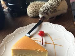 -藦茜花园宠物主题亲子互动体验馆(国顺东路店)