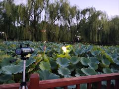-莲花池公园