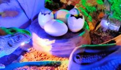 -恐龙探索乐园(磁器口店)