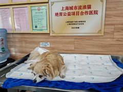 -爱侣宠医·鹦鹉专科·小型哺乳类·异宠专科(灵石路店)