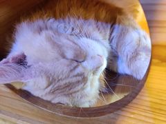 -more than meow吴止猫主题餐厅(承德 中船汇店)