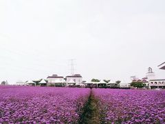 -紫颐香薰山谷景区
