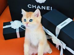 -CHANEL(恒隆广场店)