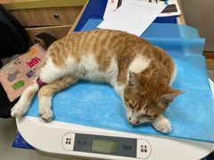 -瑞鹏宠物医院·宠保定点·心脏科·内科(御桥分院)