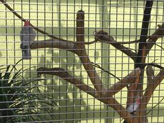 -新加坡飞禽公园