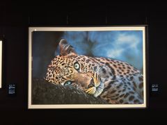 -罗红摄影艺术馆