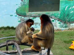 -西霞口神雕山野生动物世界