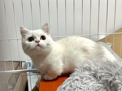 -三花喵·撸猫购宠·宠物生活馆(虹桥南丰城店)