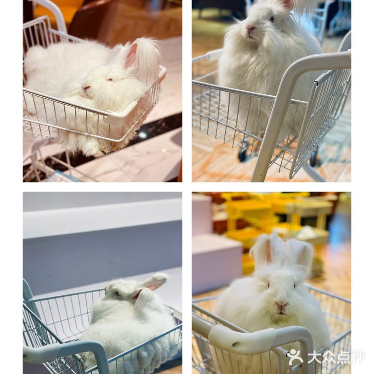 Nice to meet U 安哥拉兔巨兔体验馆