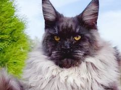-十年猫舍·猫咪专门店(普陀店)