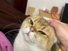 -猫大福·Fortune Cat猫舍(百子湾店)