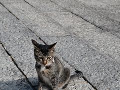 -合江楼