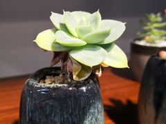 -何兮花店·气球派对鲜花店(马桥银春路万科城店)