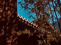 -深圳仙湖植物园