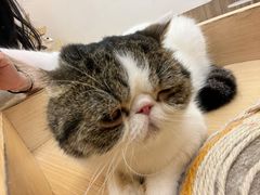 -瞄一喵猫咖(格力海岸店)