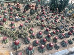 -深圳仙湖植物园