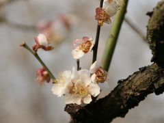 -杭州植物园