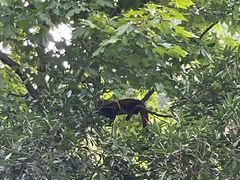 -都江堰中华大熊猫苑