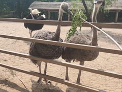 -秦皇岛野生动物园