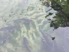 -特种渔场