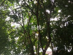 -海南槟榔谷黎苗文化旅游区