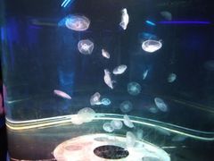 -临沂极地海洋王国