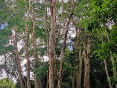 -中国科学院西双版纳热带植物园