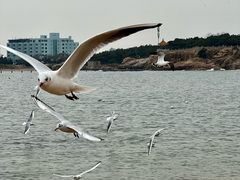 -青岛第二海水浴场