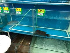 水产区-港升鱼师傅·中山脆肉鲩