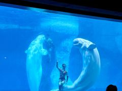 -海合安武汉极地海洋公园