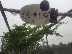 -曲江薰衣草庄园