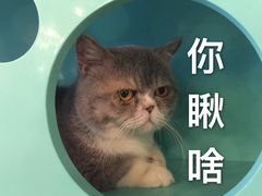 -萌喵宠狗爱心宠咖