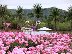 -亚龙湾国际玫瑰谷