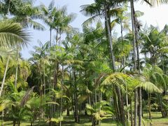 -中国科学院西双版纳热带植物园