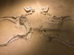 -洛阳周王城天子驾六博物馆