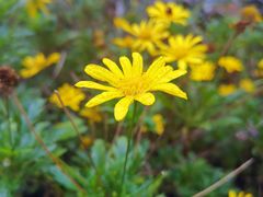 -三圣花乡旅游区