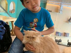 -飞行喵MR PILOT|猫舍·猫咖(静安大融城店)