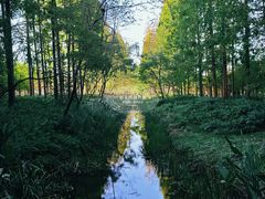 -黄海国家森林公园